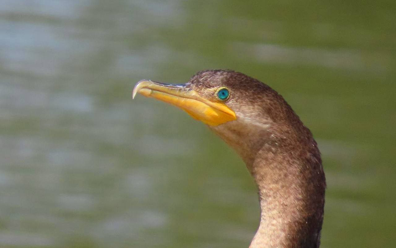 Colombia, el cuarto país más visitado del mundo por animales migratorios 